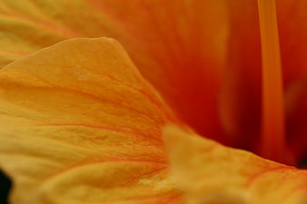Macro Close-Up of Vibrant Orange and Yellow Flower Petal Texture