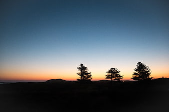 Silhouetted Pine Trees Against a Gradient Sunset Sky
