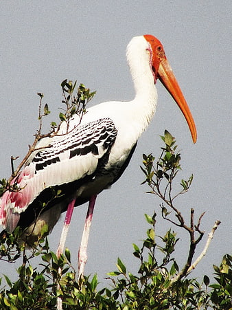 Painted Stork Perched on Tree Branches