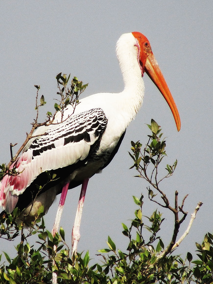 Painted Stork Perched on Tree Branches
