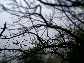 Silhouetted bare tree branches against a foggy sky