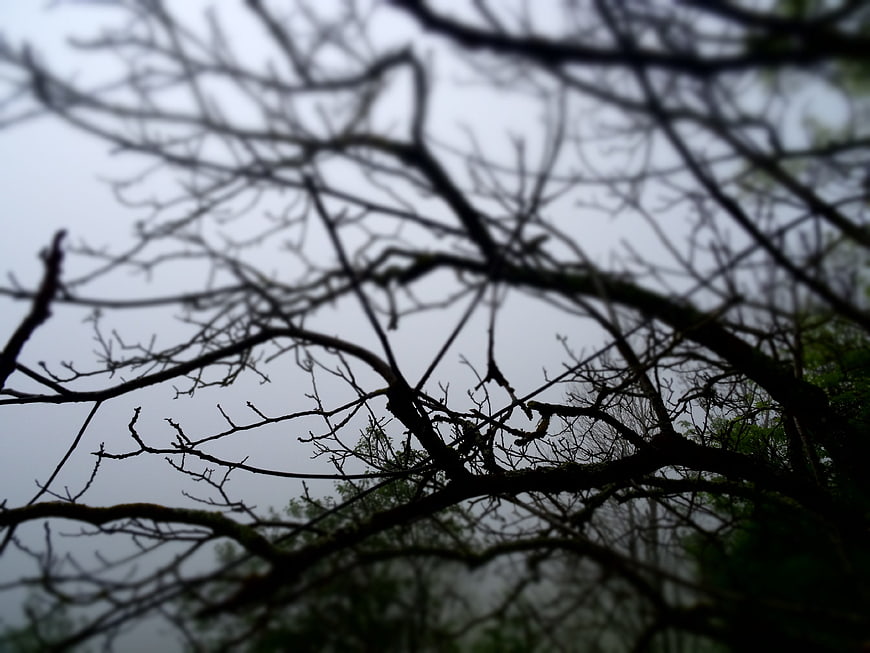 Silhouetted bare tree branches against a foggy sky