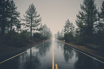 Wet Forest Road with Mist and Pine Trees