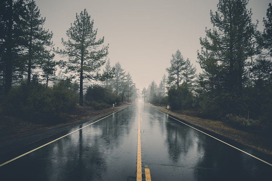 Wet Forest Road with Mist and Pine Trees