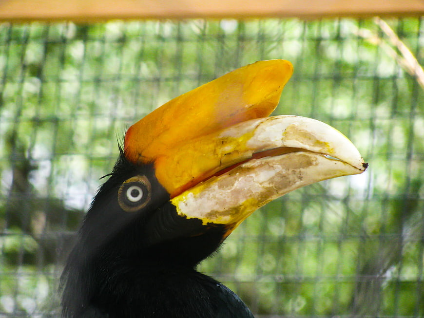 Close-up of a Hornbill with Large Yellow Beak