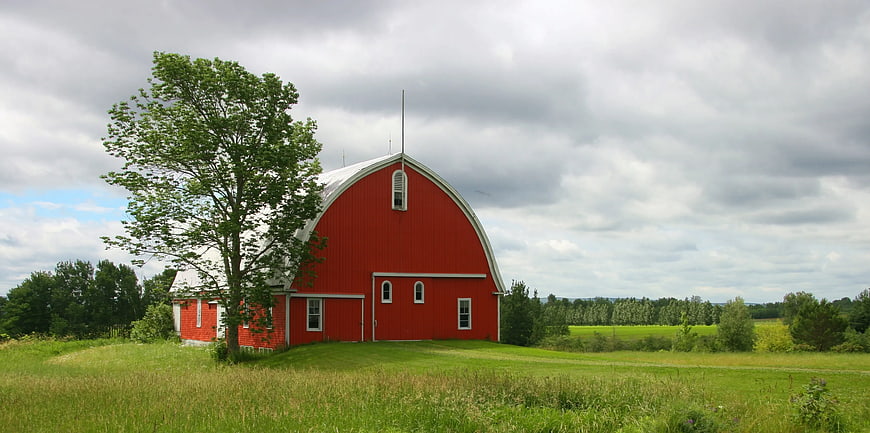 Red Gambrel Barn in Green Pasture