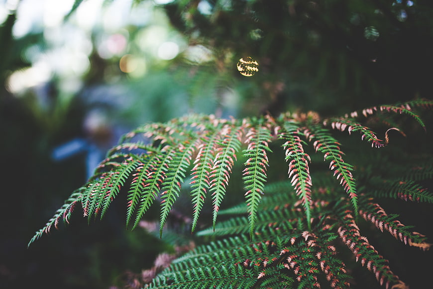Close-up of green fern fronds with brown tips in forest