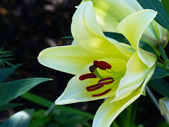 Close-up of a yellow lily flower with red stamens