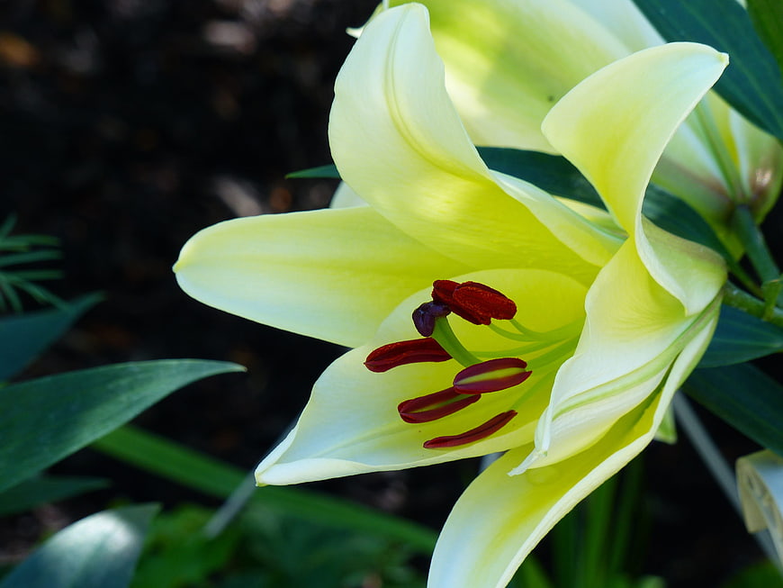Close-up of a yellow lily flower with red stamens