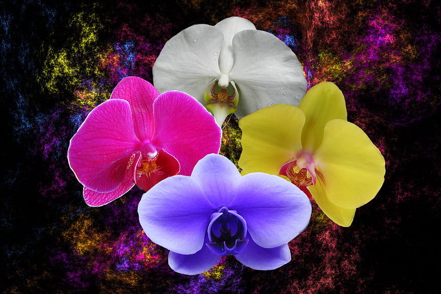 Colorful Orchid Flowers on Vibrant Fractal Background
