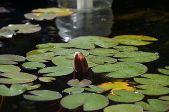 Unopened water lily bud floating on dark pond water