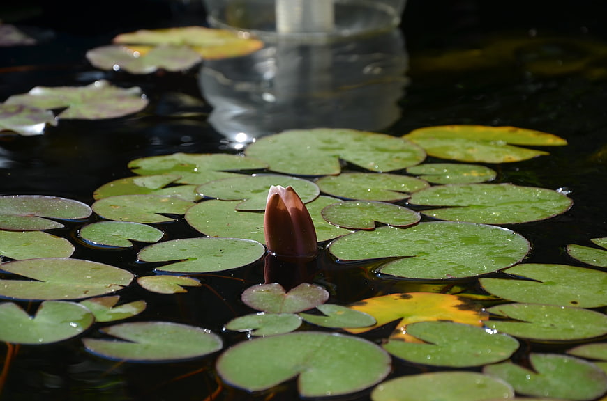 Unopened water lily bud floating on dark pond water