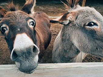 Closeup of Two Curious Donkeys Looking Over Wooden Fence