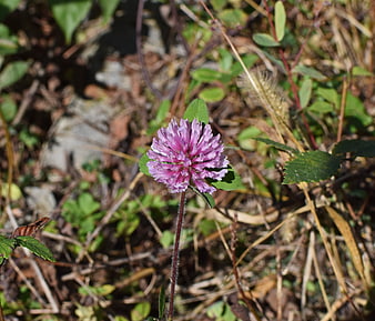 Close-up of a purple clover flower in a natural setting