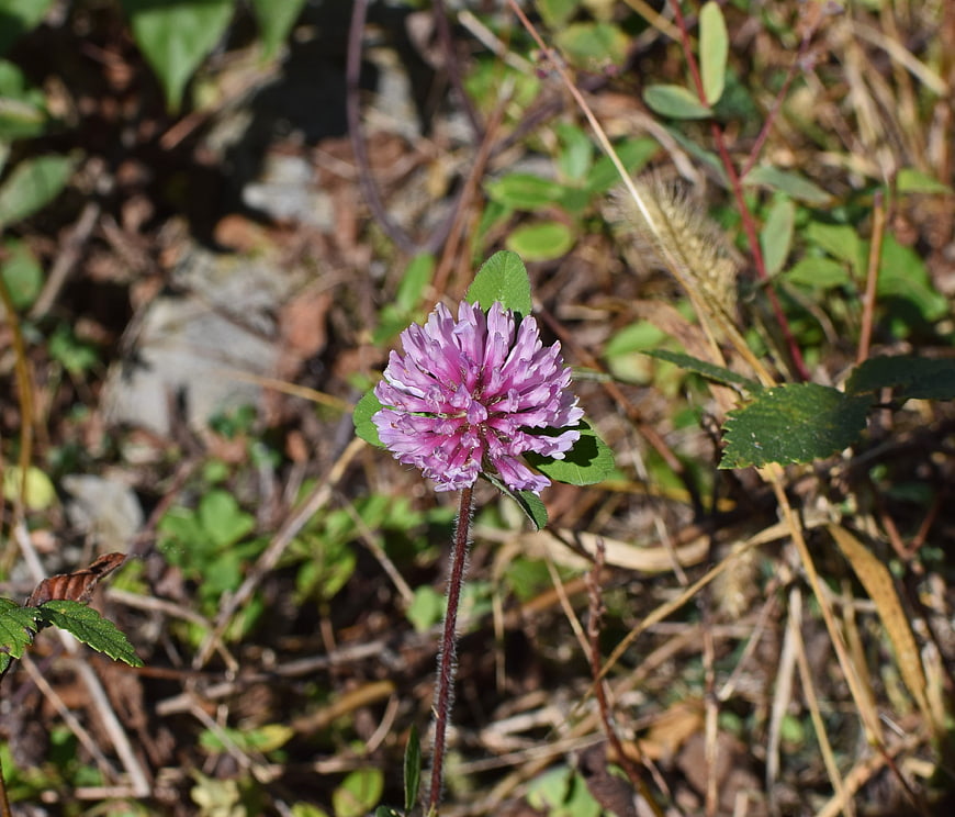 Close-up of a purple clover flower in a natural setting