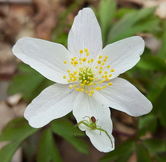 White Wood Anemone Flower with Green Spider Close-Up
