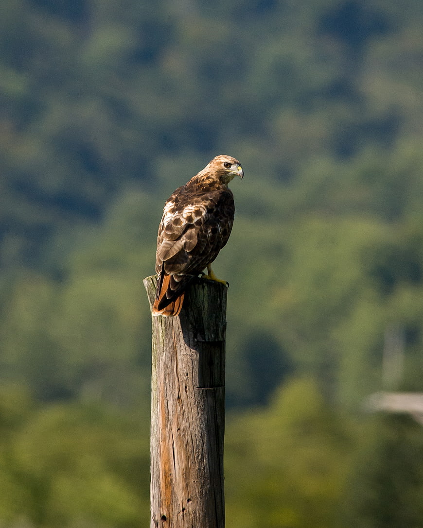 Red-tailed Hawk Perched on Wooden Post in Nature