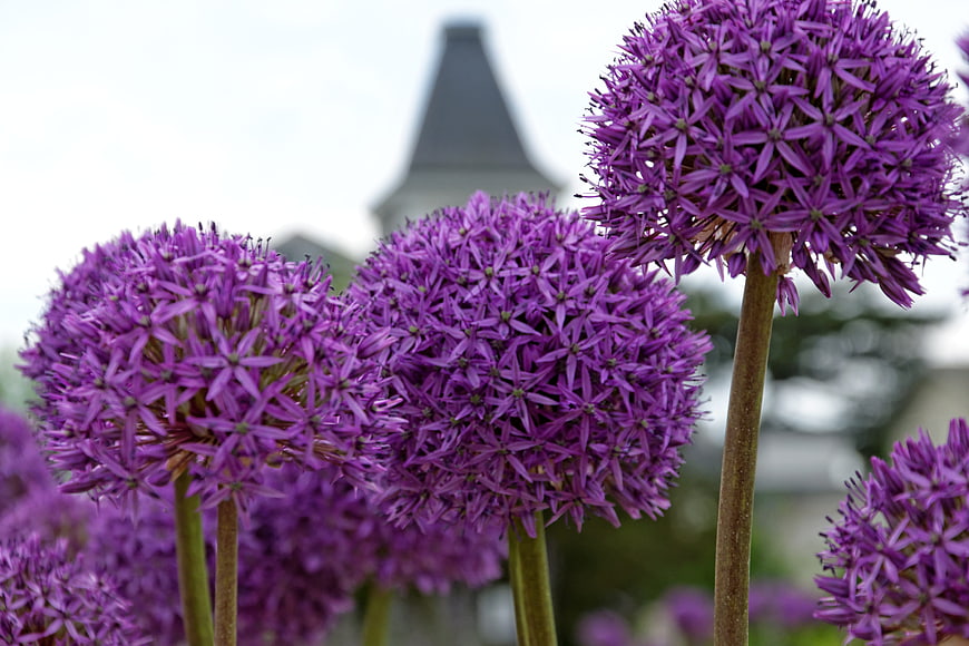 Vibrant Purple Allium Flowers in a Garden Setting