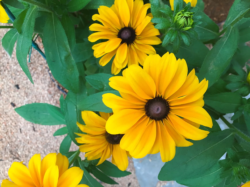 Close-up of vibrant yellow black-eyed susan flowers in a garden