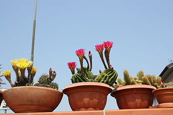 Blooming Cacti in Terracotta Pots Against Blue Sky
