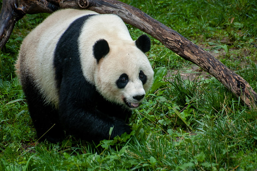 Cute Giant Panda Bear Walking in Green Grass