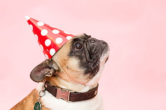 Cute Pug Wearing Red Polka Dot Party Hat on Pink Background