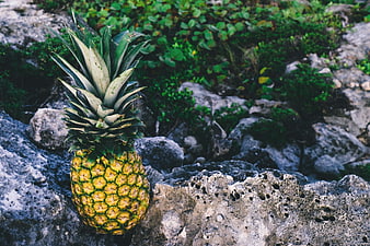 Fresh pineapple resting on textured volcanic rocks