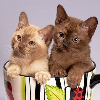 Two Cute Burmese Kittens Sitting in a Decorated Mug