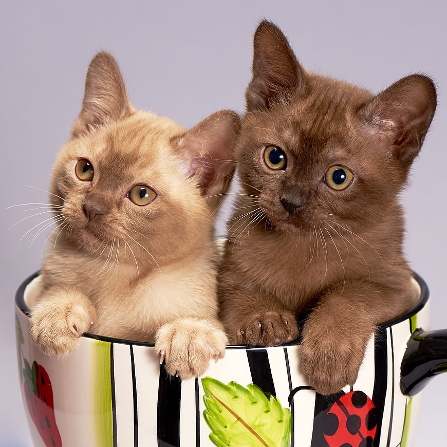 Two Cute Burmese Kittens Sitting in a Decorated Mug