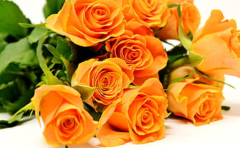 Vibrant Orange Roses Bouquet on White Background
