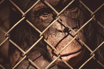 Close-up of chimpanzee face behind chain-link fence