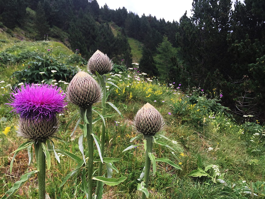 Purple Thistle Flowers in Alpine Meadow