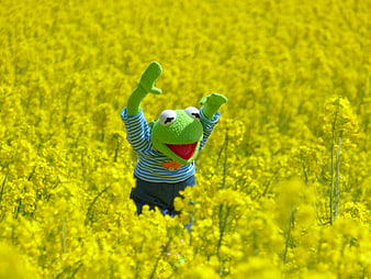 Kermit the Frog Puppet Celebrating in a Vibrant Yellow Rapeseed Field