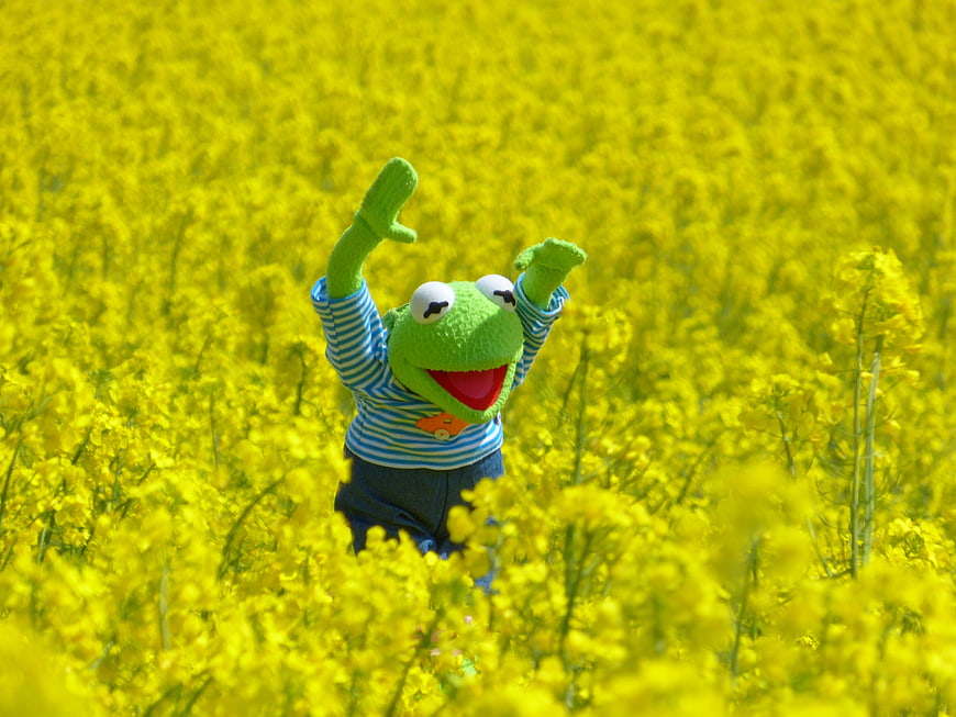 Kermit the Frog Puppet Celebrating in a Vibrant Yellow Rapeseed Field