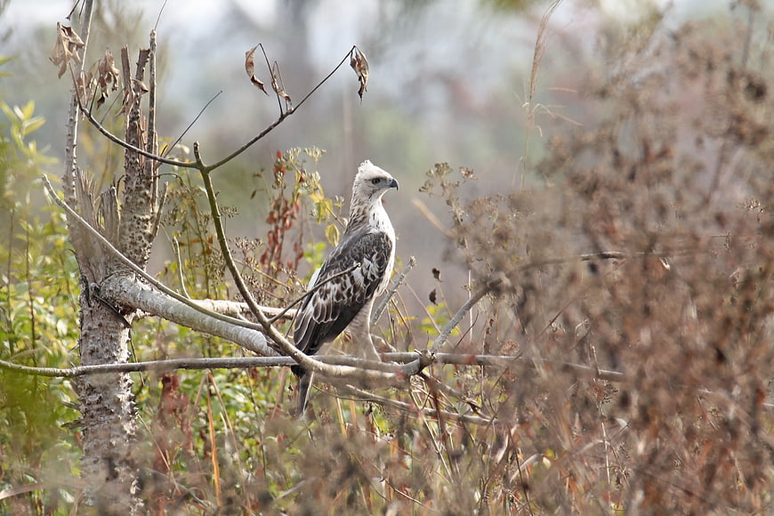 Changeable Hawk-Eagle Perched on Branch in Natural Habitat