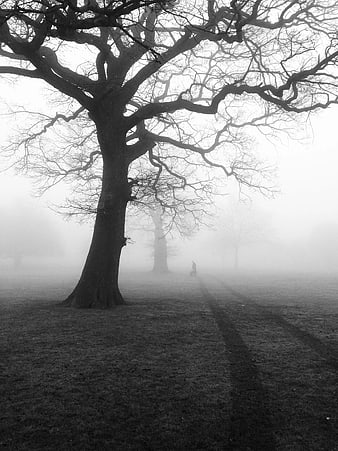 Misty Black and White Forest with Large Tree Silhouette