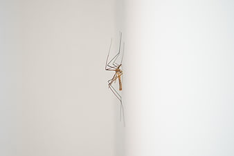 Close-up of a Crane Fly on a White Wall