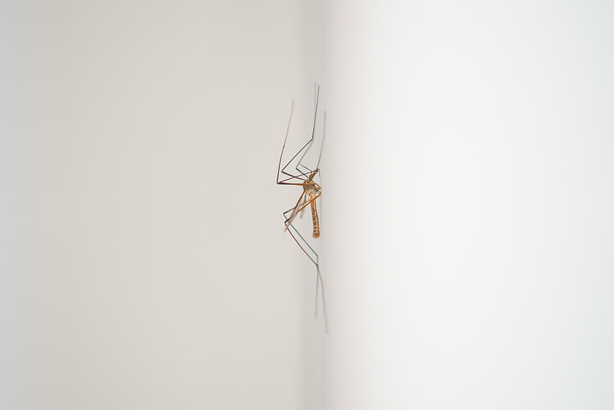 Close-up of a Crane Fly on a White Wall