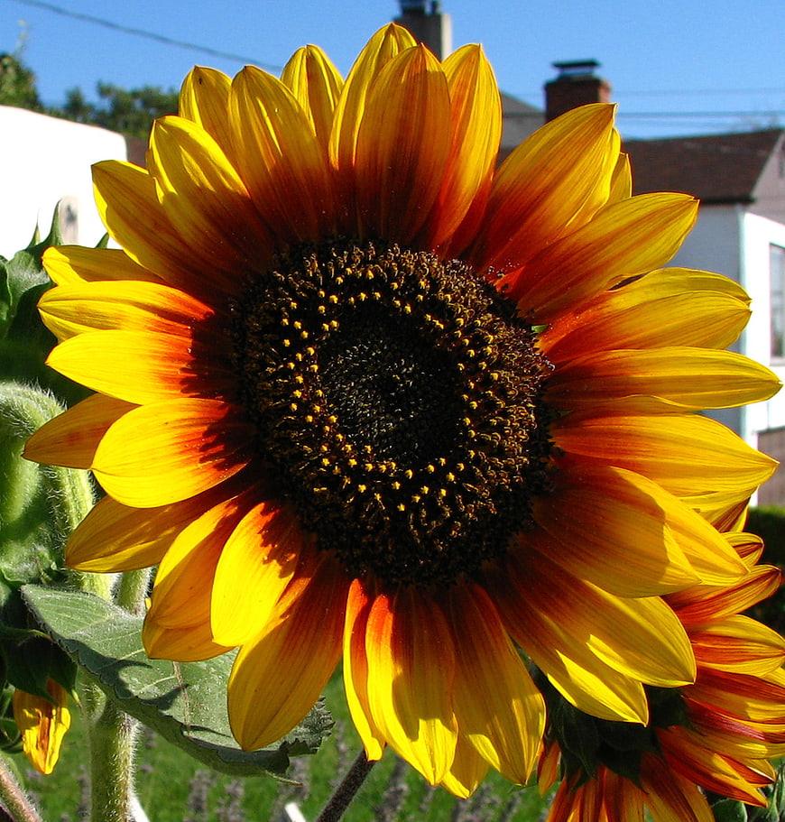 Close-up of vibrant red and yellow sunflower in garden