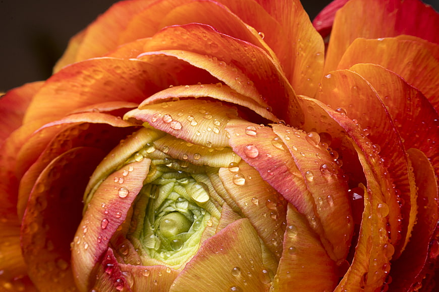 Macro Close-Up of Orange Ranunculus Flower with Water Droplets