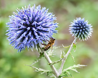 Honeybee foraging on a vibrant blue globe thistle flower