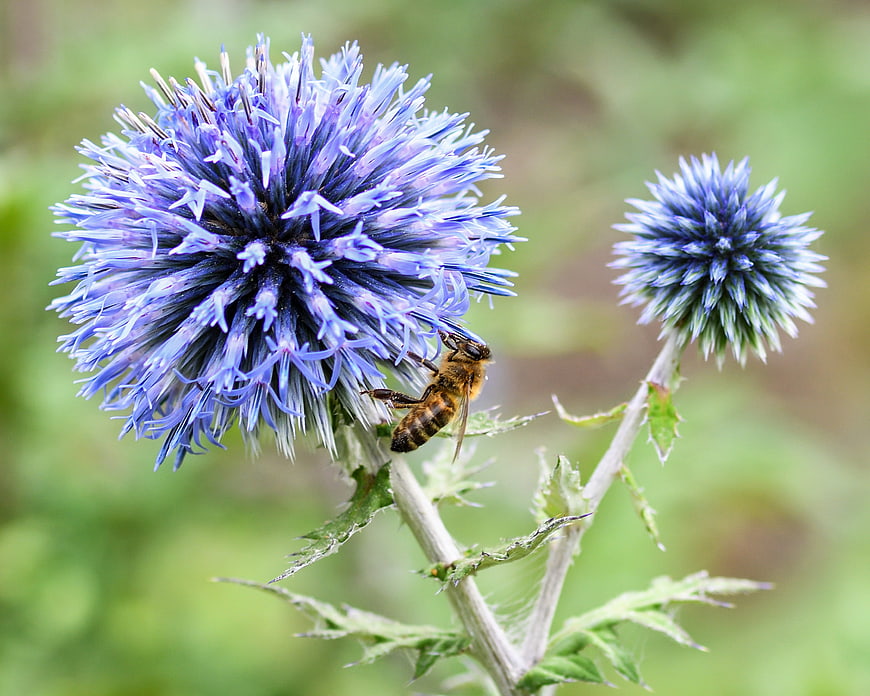 Honeybee foraging on a vibrant blue globe thistle flower