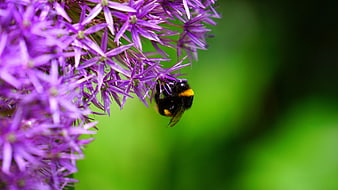 Bumblebee Pollinating Purple Allium Flower Closeup