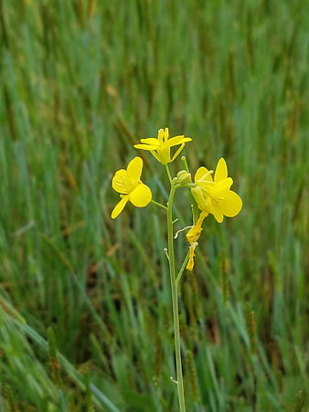 Close-up of yellow wildflower in green grass field