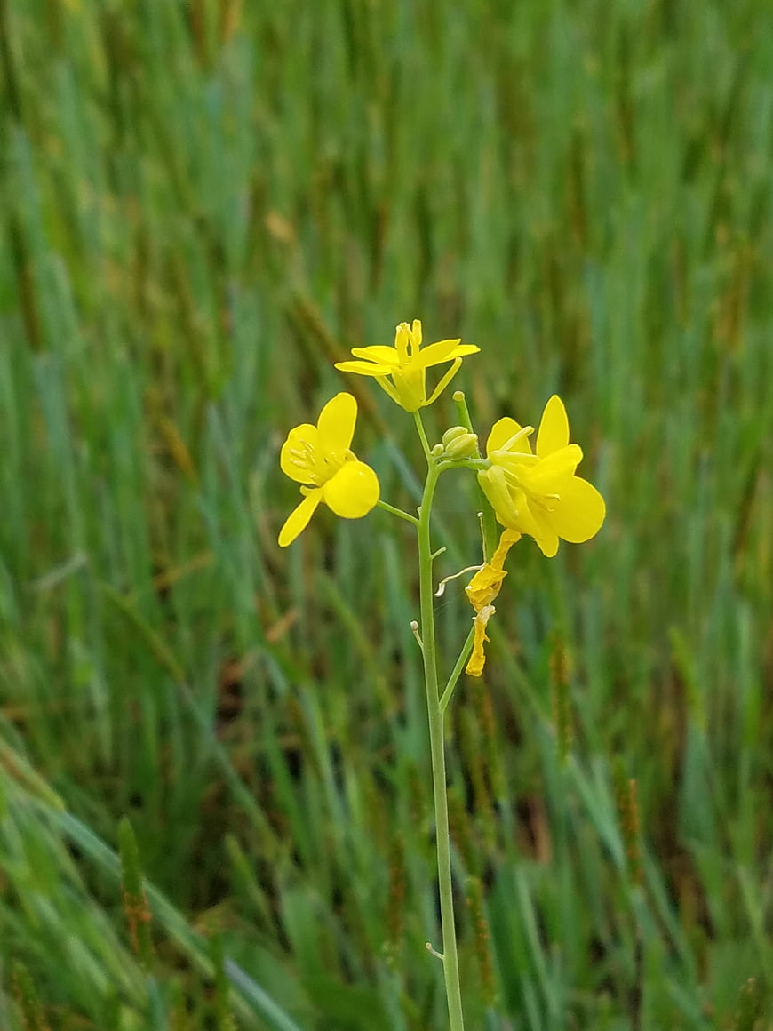 Close-up of yellow wildflower in green grass field