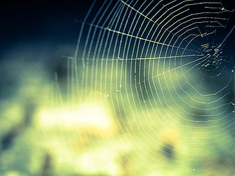 Close-up of delicate spider web with soft sunlight and bokeh background