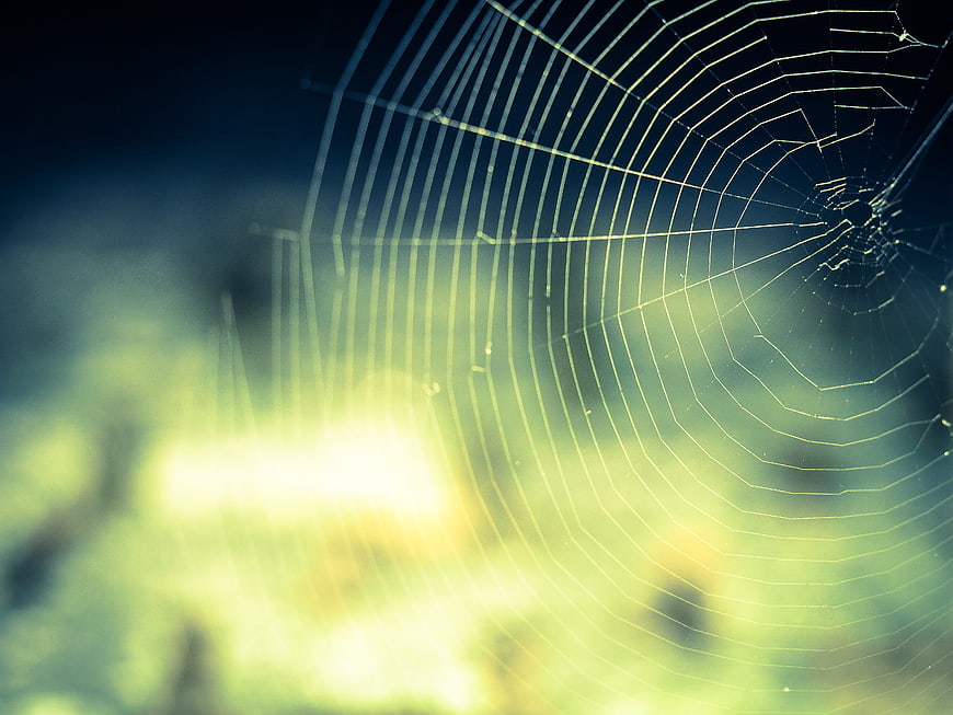 Close-up of delicate spider web with soft sunlight and bokeh background