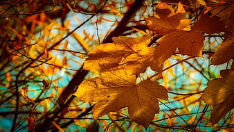 Golden autumn leaves backlit by warm sunlight against a blue sky