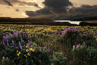 Dramatic sunset over wildflower meadow with purple lupines and yellow flowers