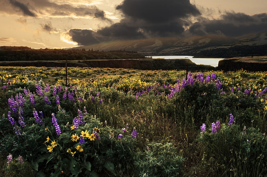 Dramatic sunset over wildflower meadow with purple lupines and yellow flowers